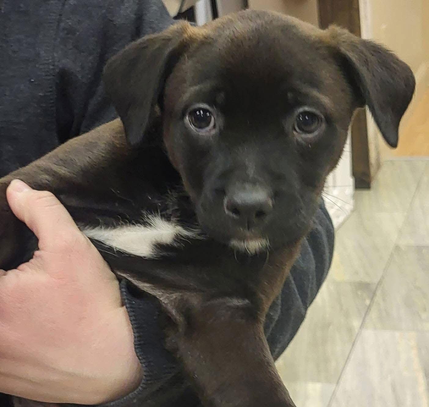 Sweetart thumbnail 4