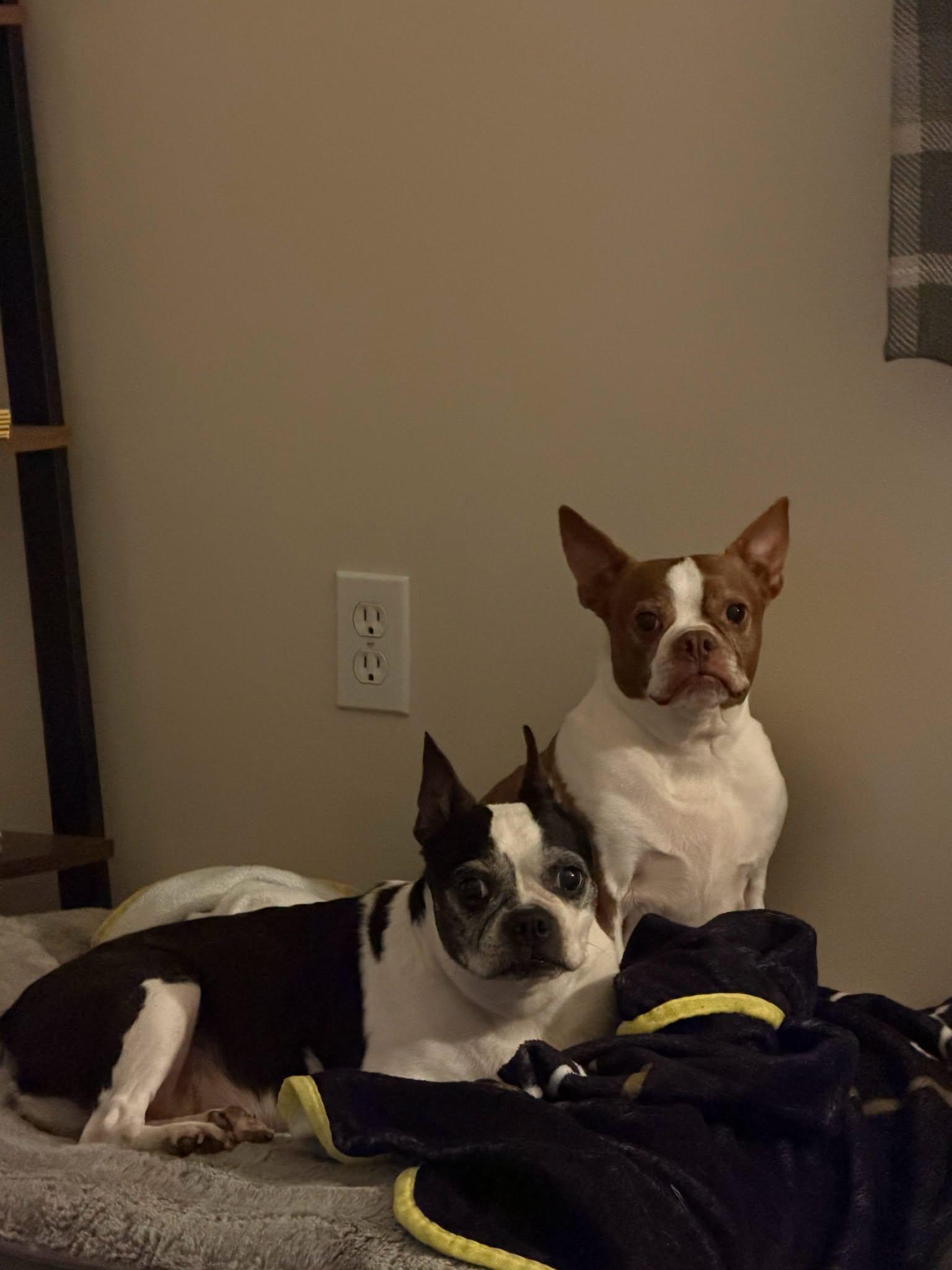 Kiko and Kiara Bonded Pair, ADOPTABLE, Senior Male Boston Terrier.