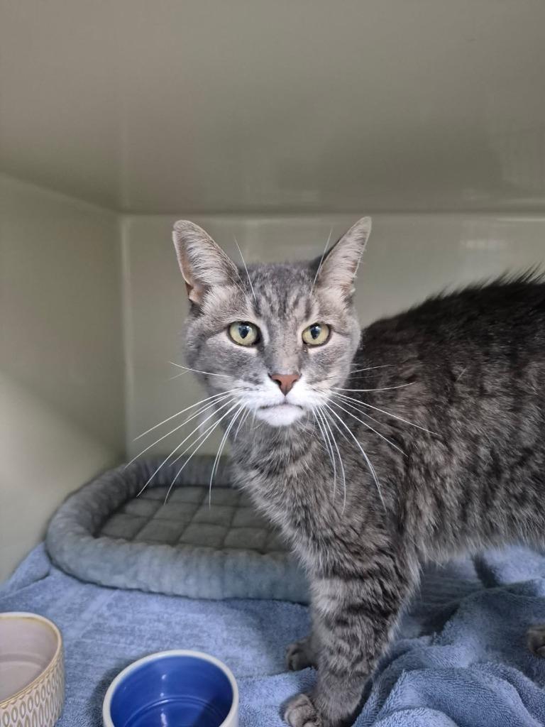 KiKi, Adoptable, Senior Female Domestic Short Hair.