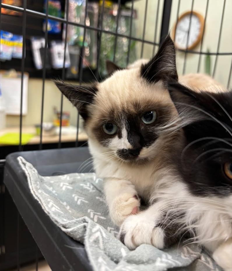 Haze, Adopted, Young Male Domestic Short Hair.