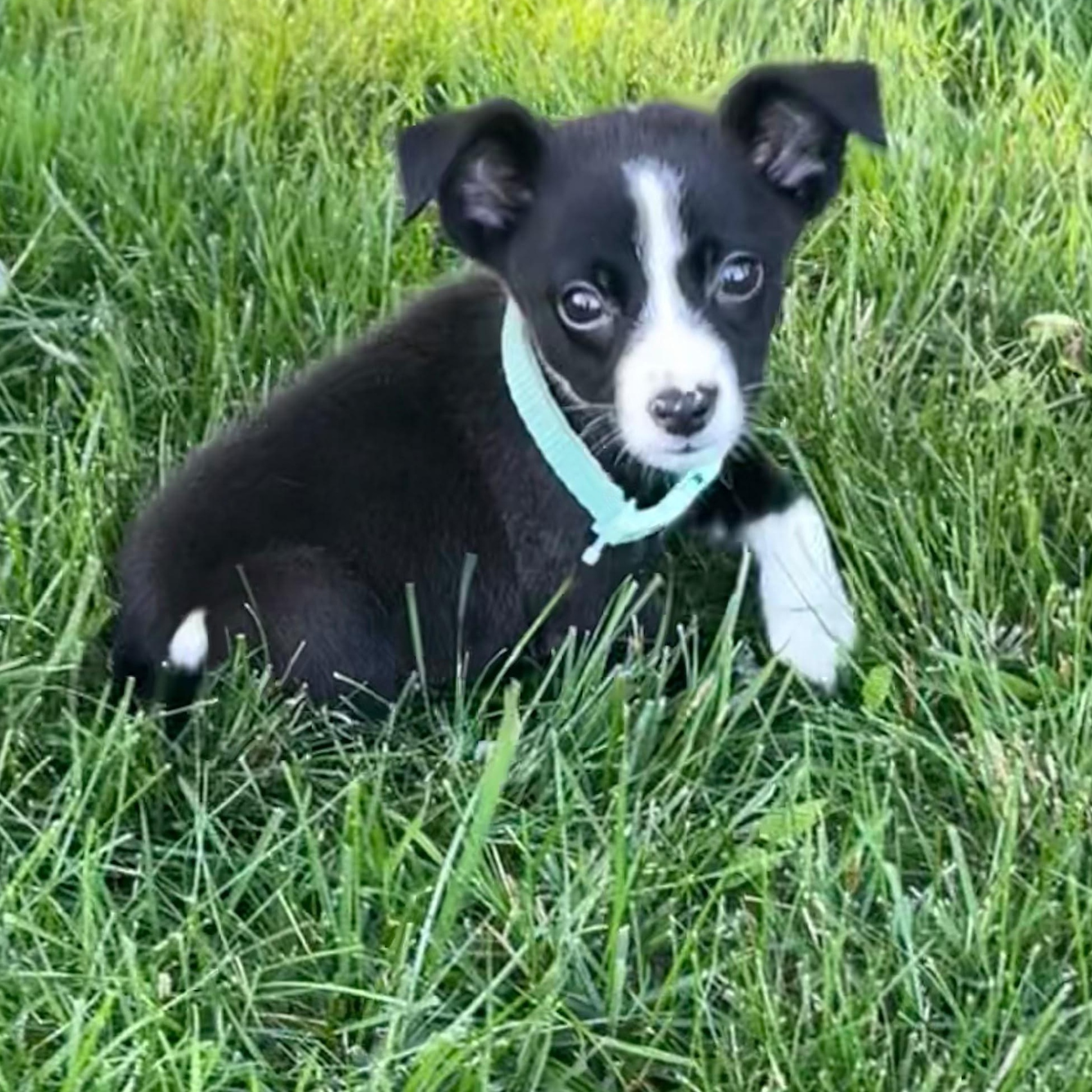 Dexter, an adopted mixed breed in Midland, MI image 4/5