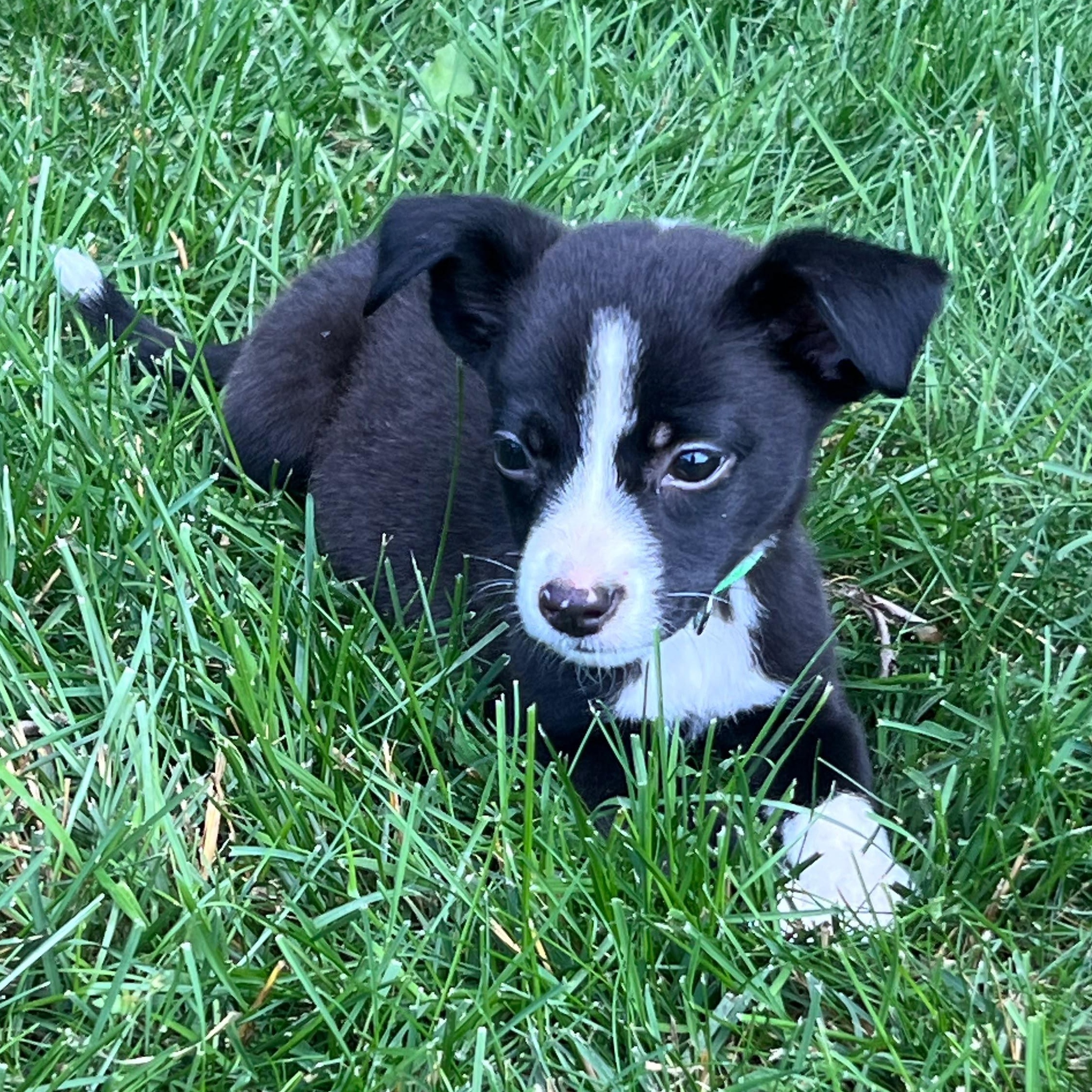 Dexter, adopted, Puppy Male Chihuahua.