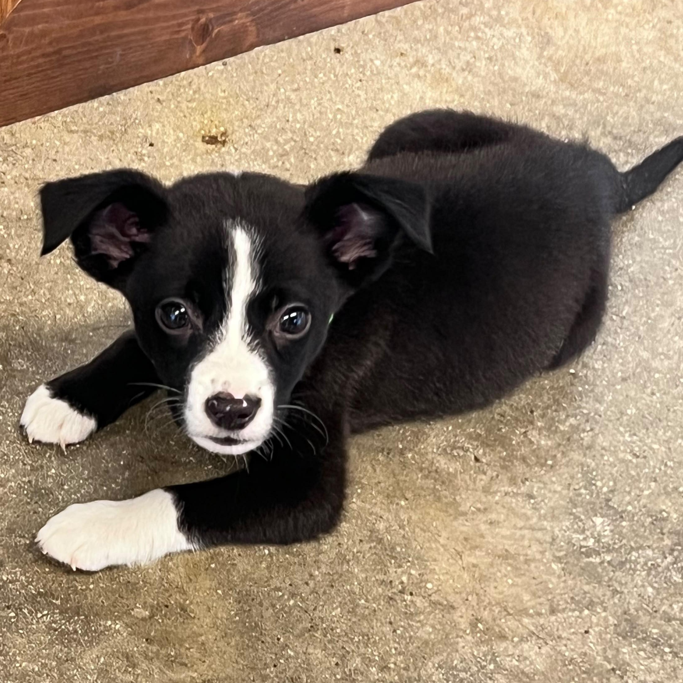Dexter, an adopted mixed breed in Midland, MI image 5/5
