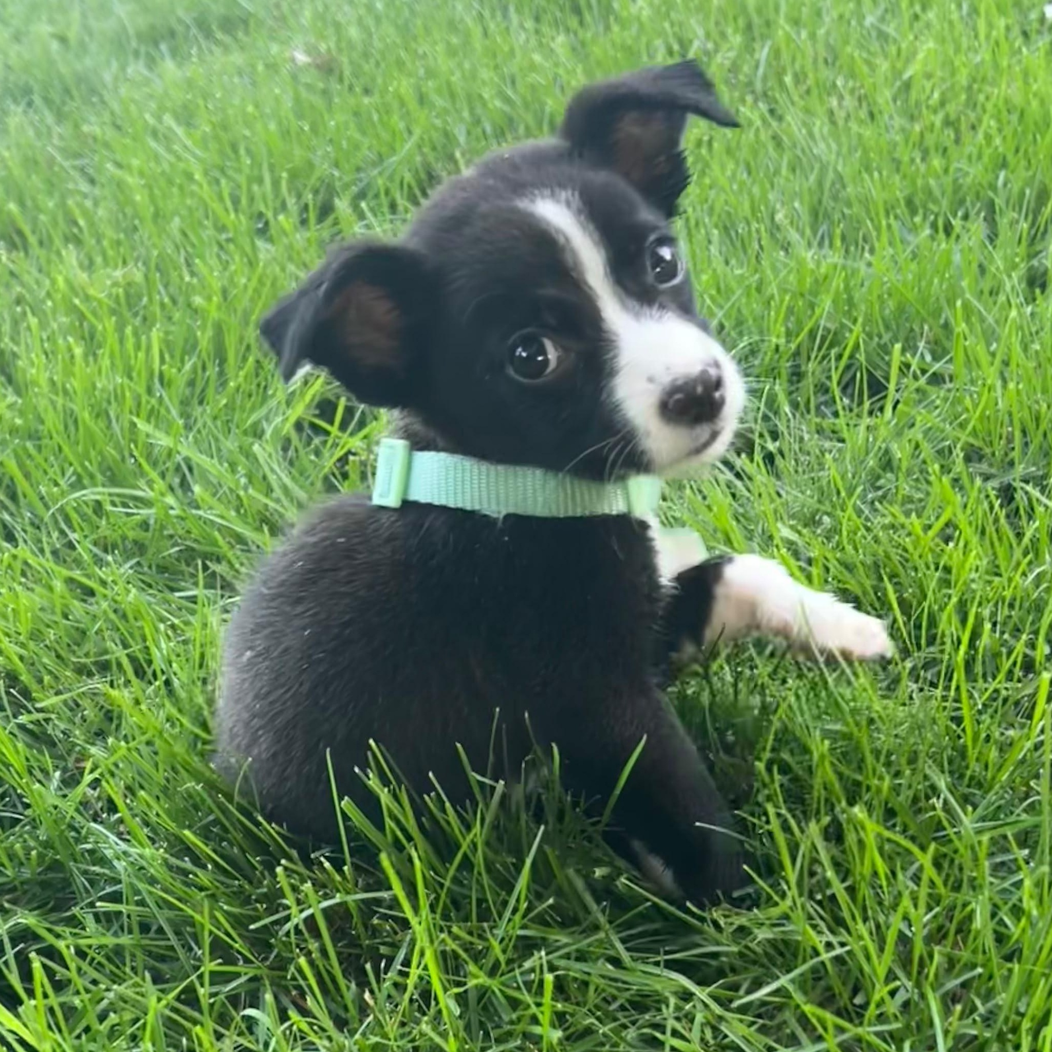 Dexter, an adopted mixed breed in Midland, MI image 2/5