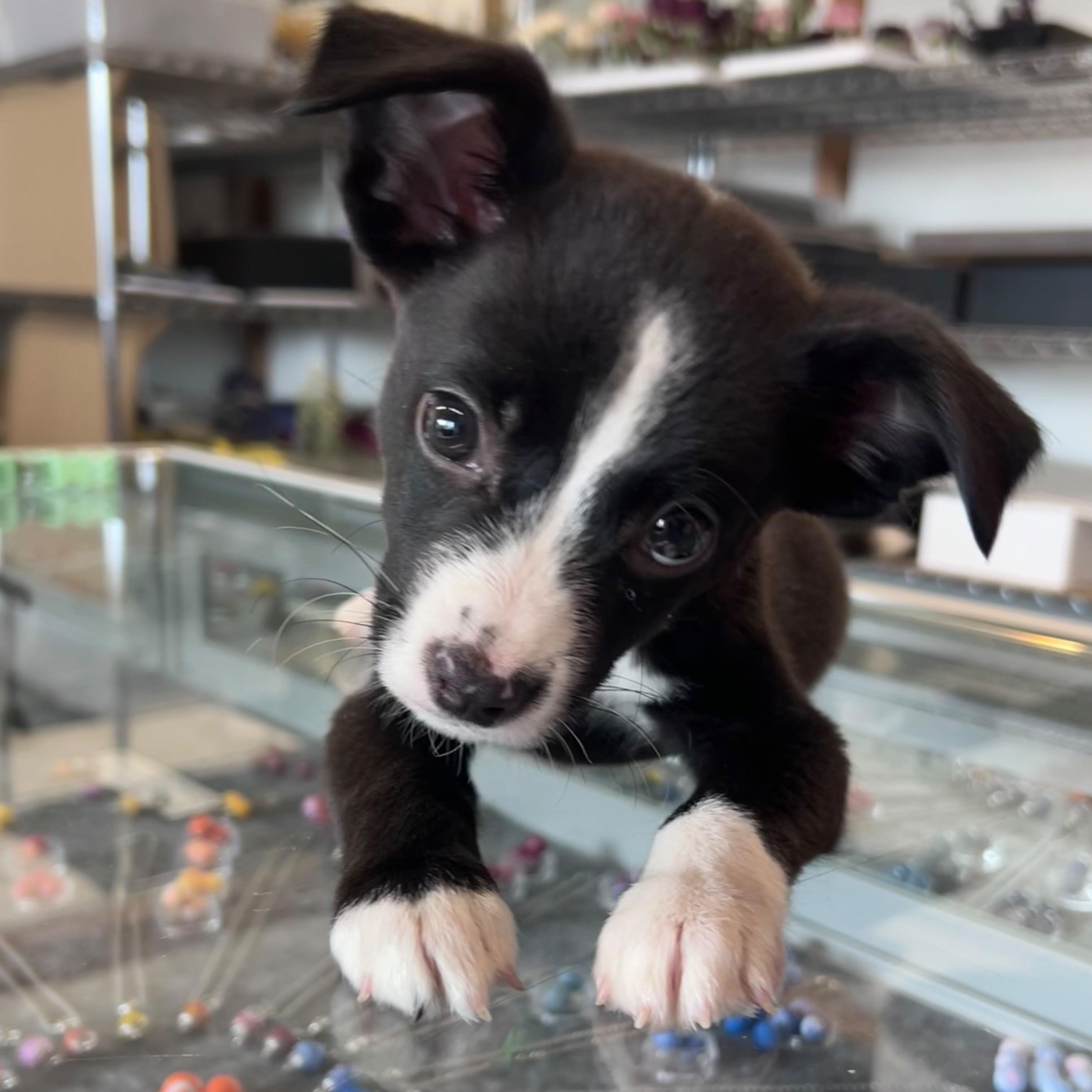 Dexter, an adopted mixed breed in Midland, MI image 3/5