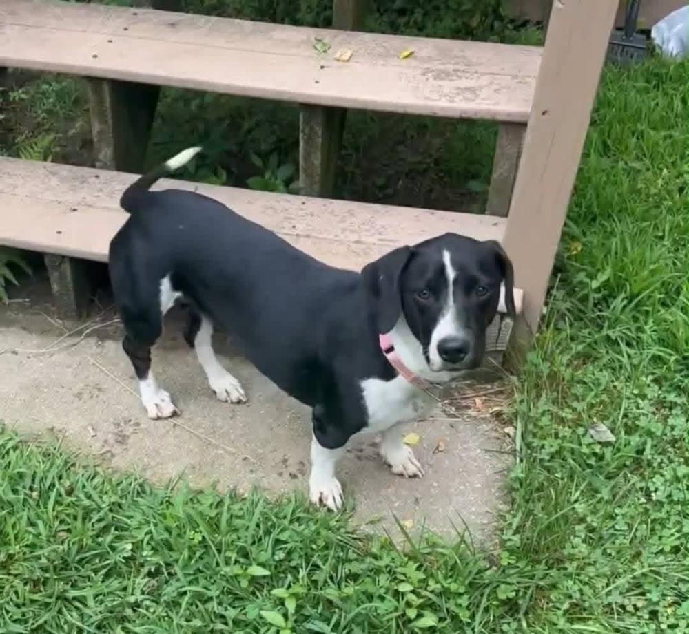 Lady, Adoptable, Adult Female Dachshund.