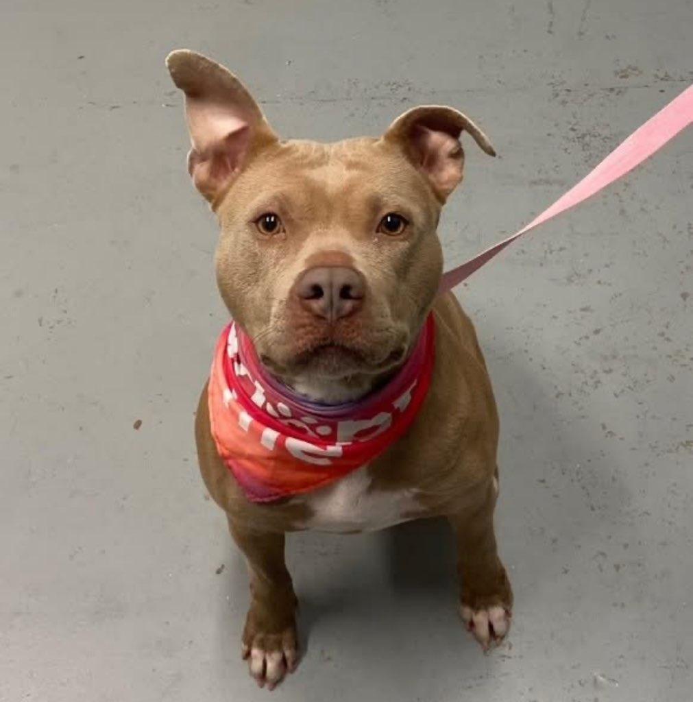 Enlarge Twinkle, a Adoptable mixed breed in Fayetteville, AR image 2/6