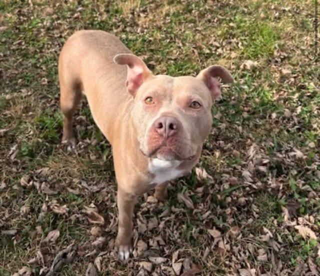 Enlarge Twinkle, a Adoptable mixed breed in Fayetteville, AR image 5/6