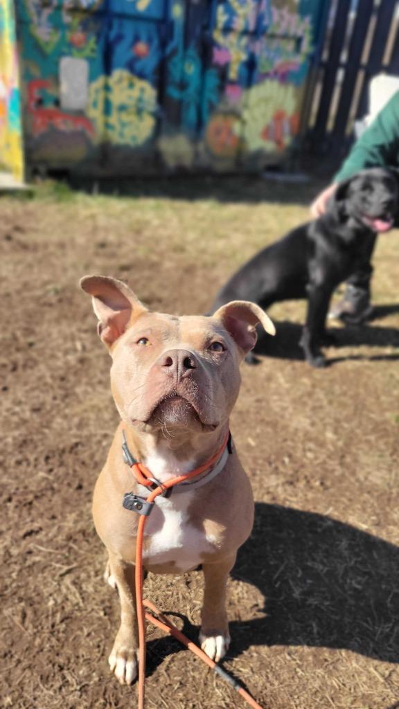 Enlarge Twinkle, a Adoptable mixed breed in Fayetteville, AR image 6/6