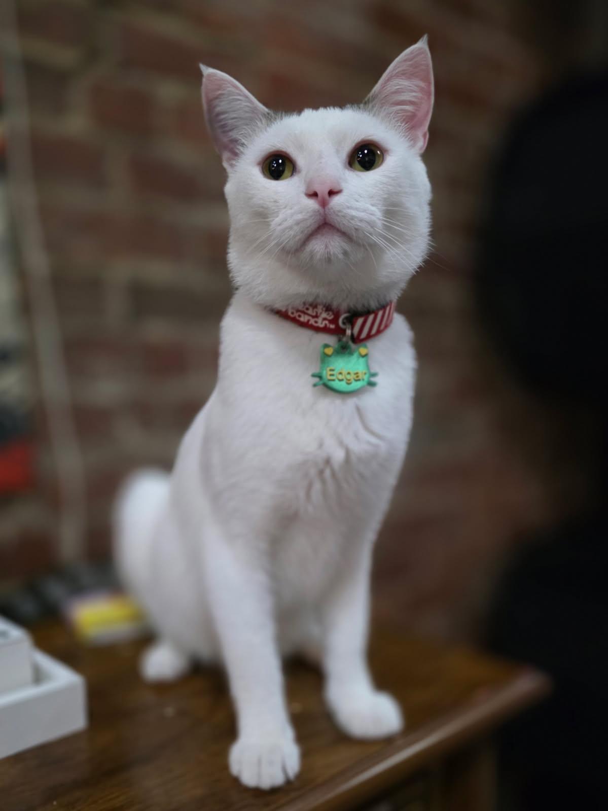 Edgar, ADOPTABLE, Young Male Domestic Short Hair.