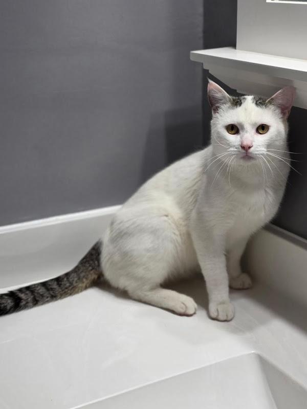 Edgar, a ADOPTABLE Domestic Short Hair in Johnson City, TN image 2/3