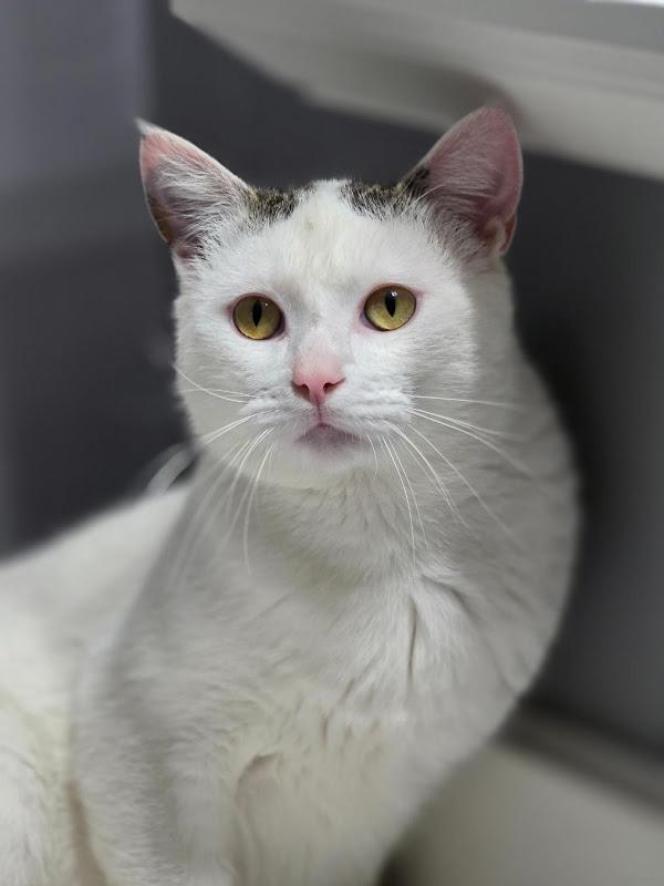 Edgar, a ADOPTABLE Domestic Short Hair in Johnson City, TN image 1/3