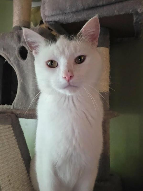 Edgar, a ADOPTABLE Domestic Short Hair in Johnson City, TN image 3/3