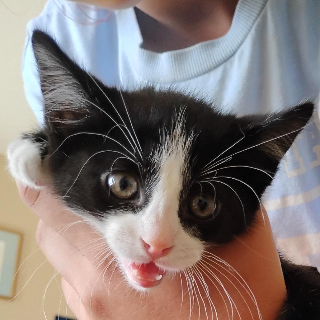 Enlarge Thing 1, a Adoptable Domestic Short Hair in Grantsville, UT image 1/2