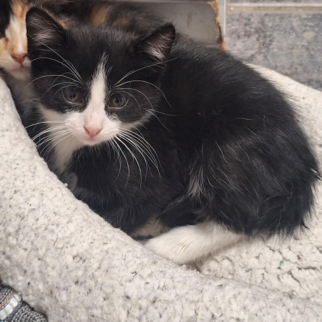 Enlarge Thing 1, a Adoptable Domestic Short Hair in Grantsville, UT image 2/2