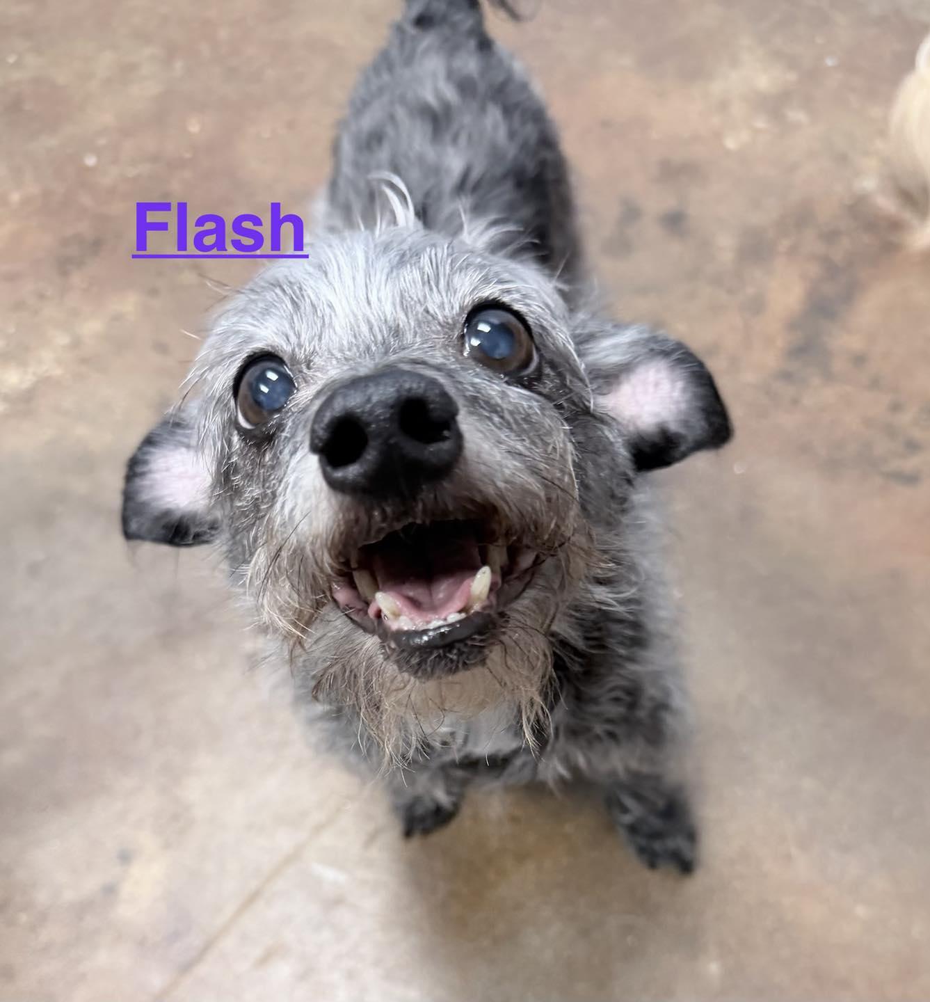 Enlarge Flash, a Adoptable Mixed Breed in Memphis, TN image 1/3