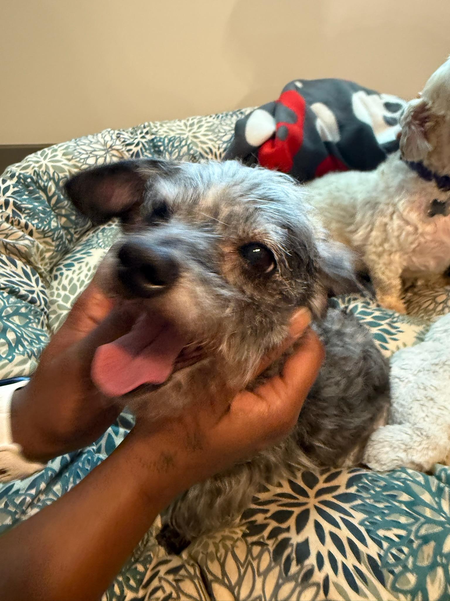 Enlarge Flash, a Adoptable Mixed Breed in Memphis, TN image 6/6