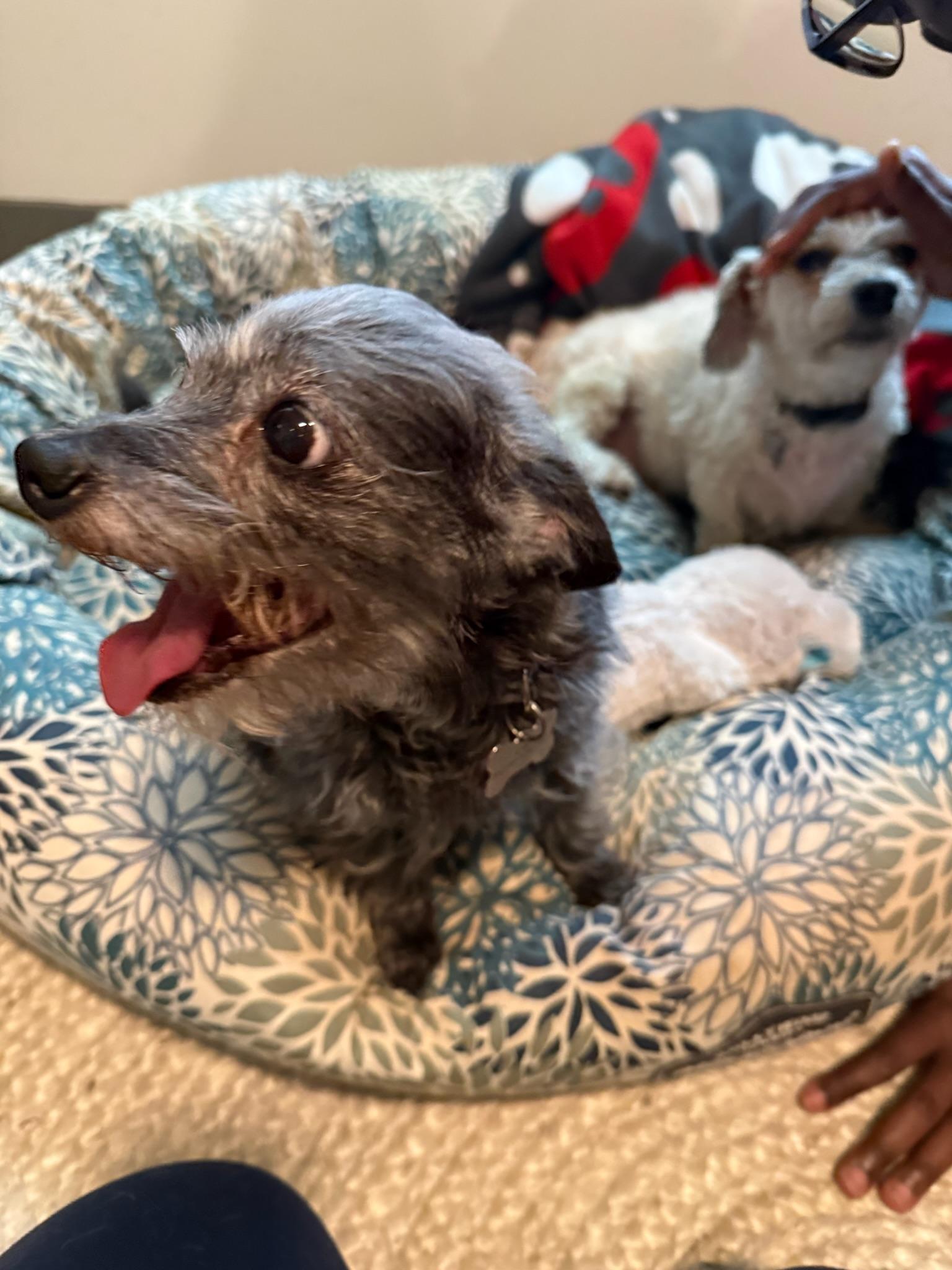 Enlarge Flash, a Adoptable Mixed Breed in Memphis, TN image 4/6