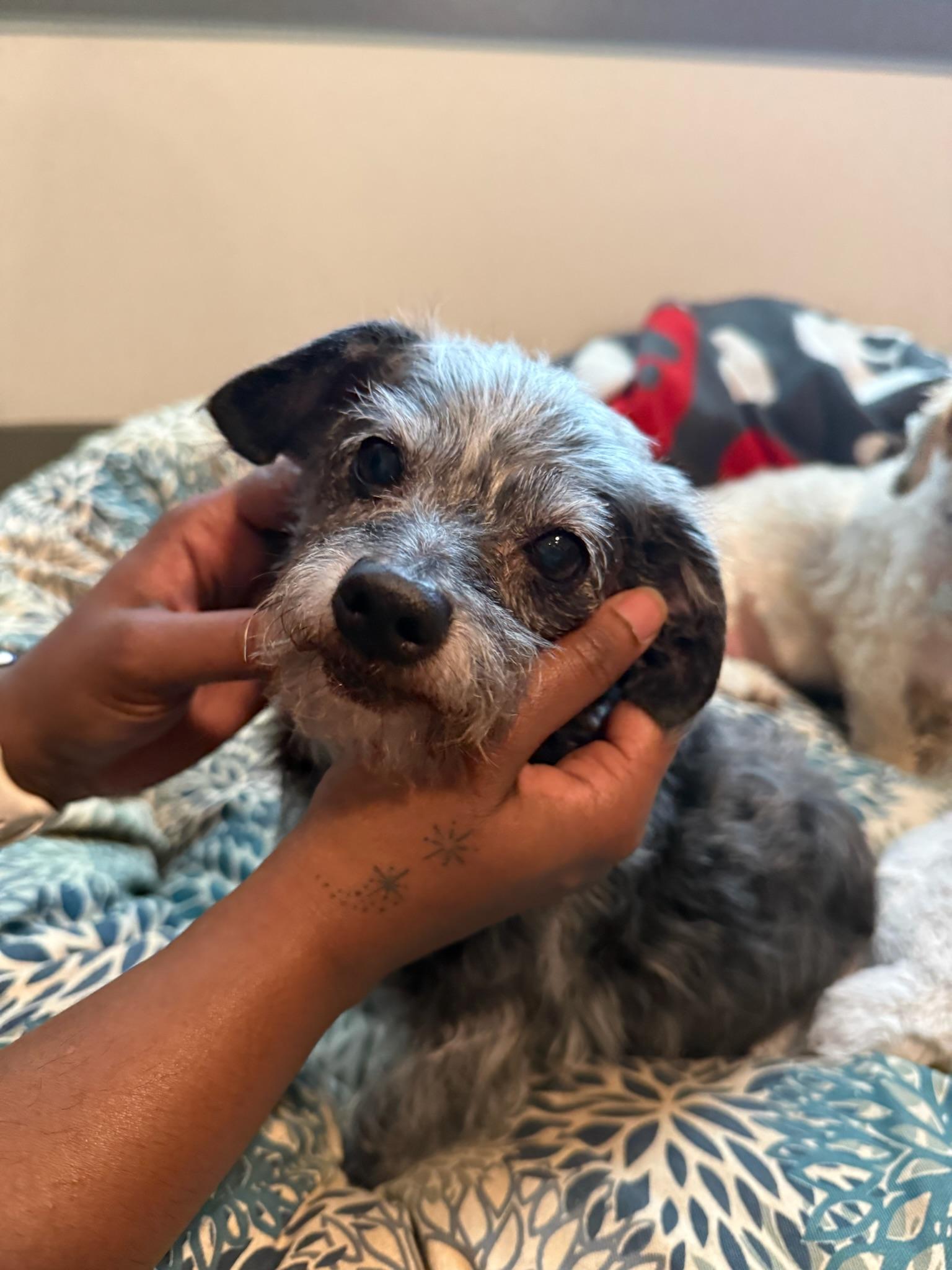 Enlarge Flash, a Adoptable Mixed Breed in Memphis, TN image 5/6