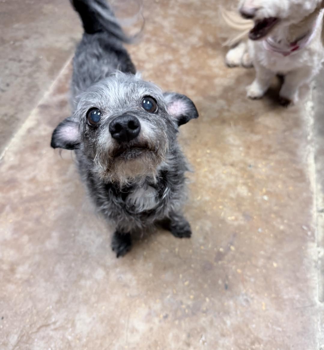 Enlarge Flash, a Adoptable Mixed Breed in Memphis, TN image 3/3