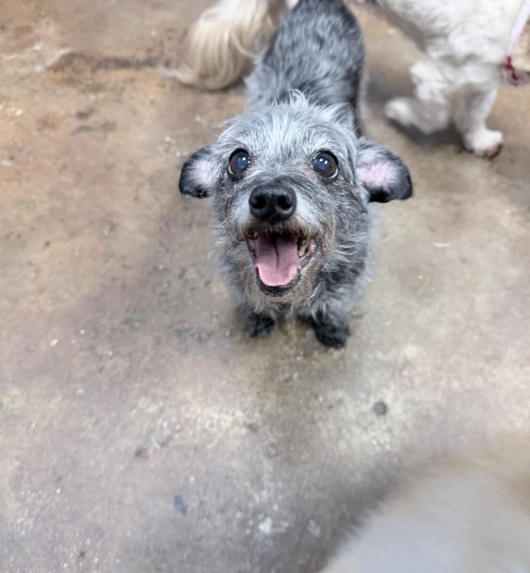 Enlarge Flash, a Adoptable Mixed Breed in Memphis, TN image 2/3