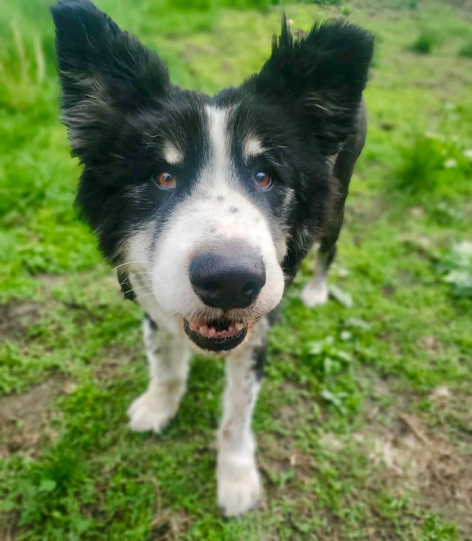 Monty, ADOPTABLE, Adult Male Alaskan Malamute.