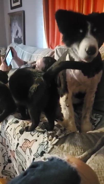 Enlarge Monty, a ADOPTABLE mixed breed in Bettendorf, IA video 5/5