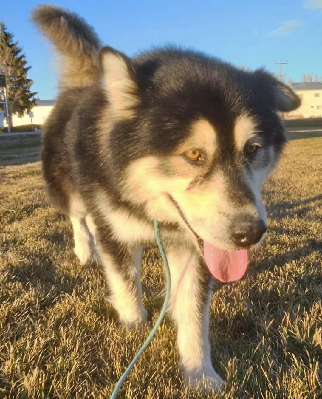 Enlarge Koa Bear, an adopted Alaskan Malamute in Pocatello, ID image 3/6