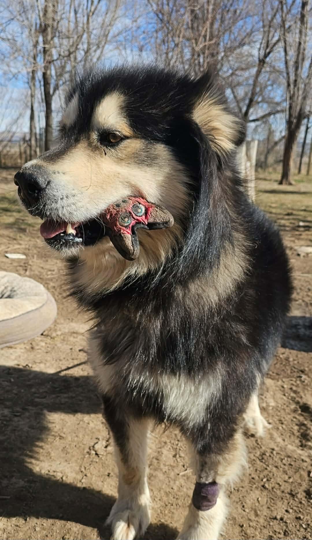 Enlarge Koa Bear, an adopted Alaskan Malamute in Pocatello, ID image 6/6
