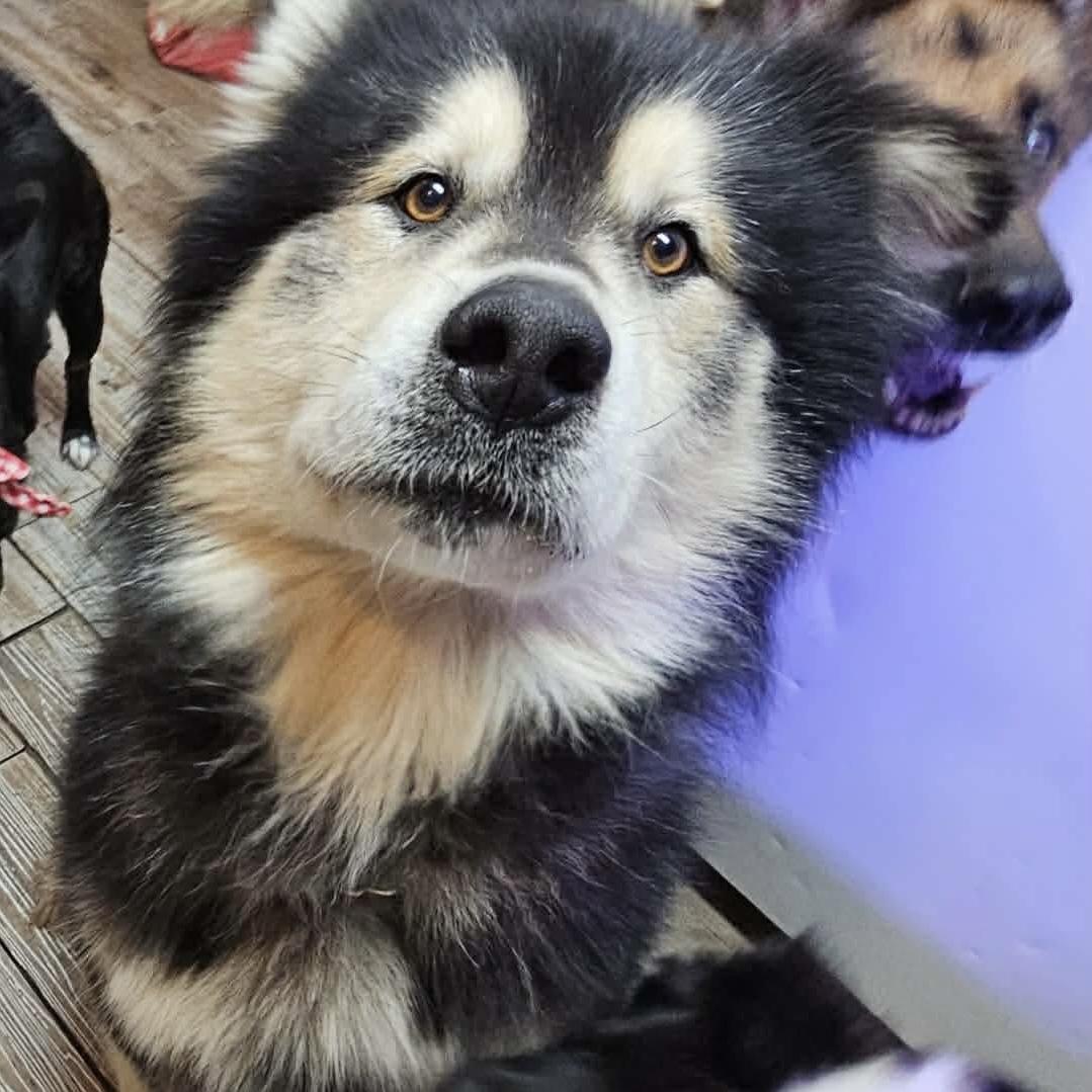 Enlarge Koa Bear, an adopted Alaskan Malamute in Pocatello, ID image 2/6