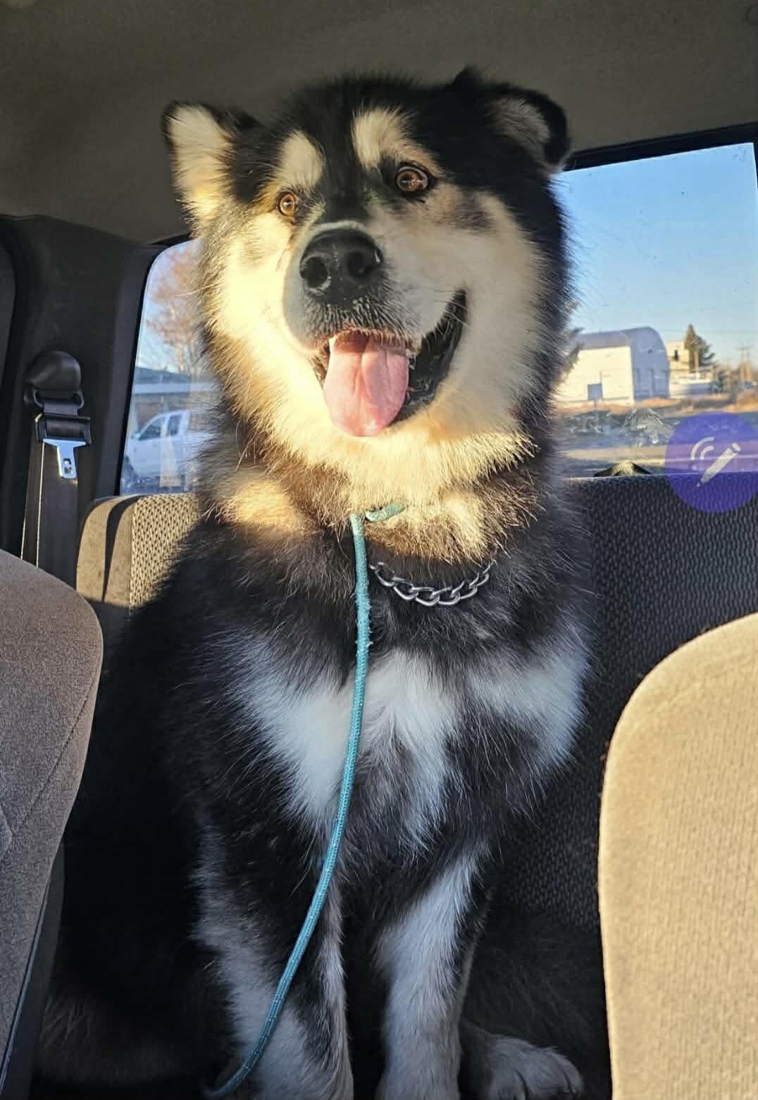 Enlarge Koa Bear, an adopted Alaskan Malamute in Pocatello, ID image 5/6