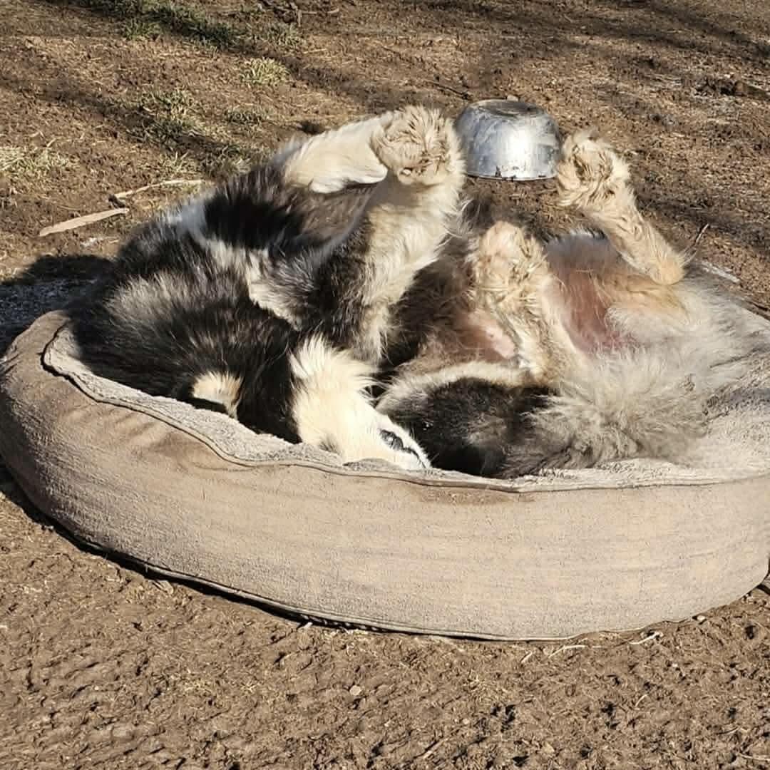 Enlarge Koa Bear, an adopted Alaskan Malamute in Pocatello, ID image 4/6