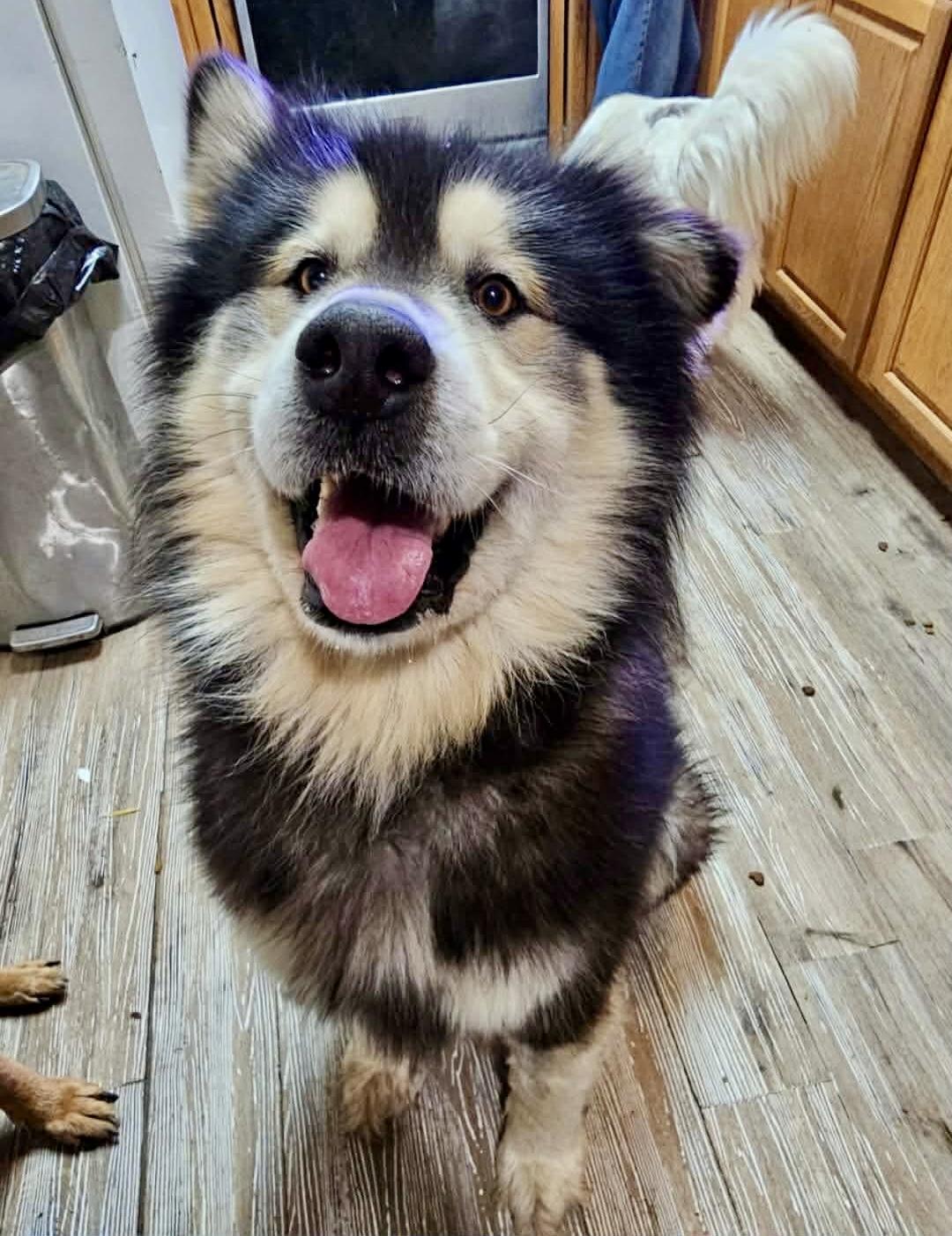 Enlarge Koa Bear, an adopted Alaskan Malamute in Pocatello, ID image 1/6