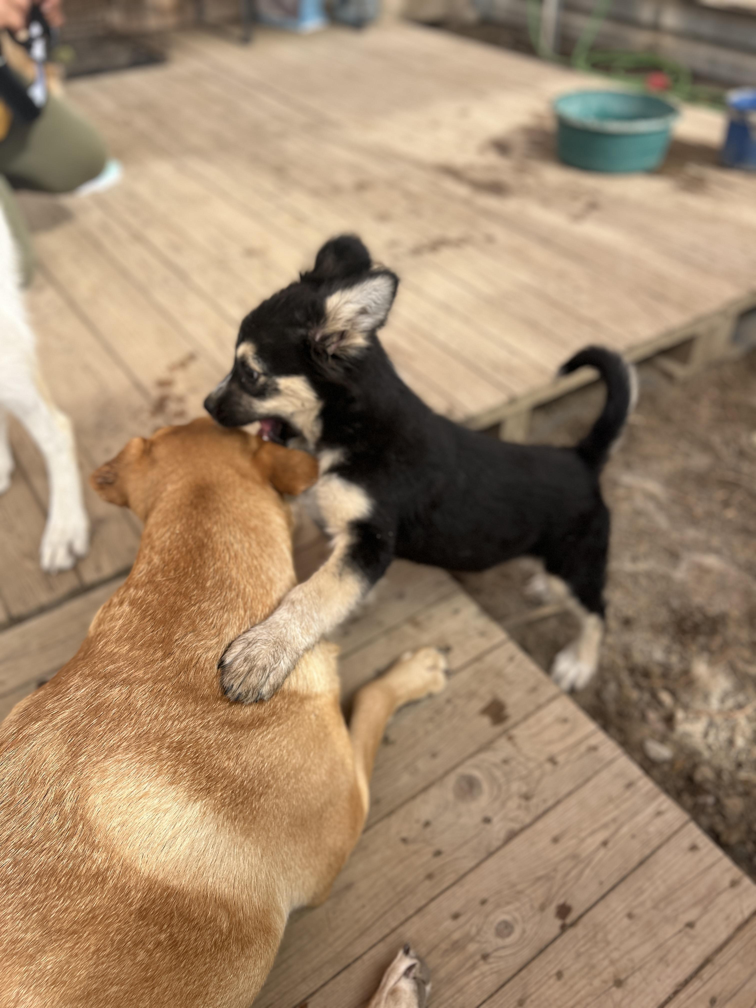 Outlaw, a Adoptable mixed breed in Carlsbad, CA image 5/5
