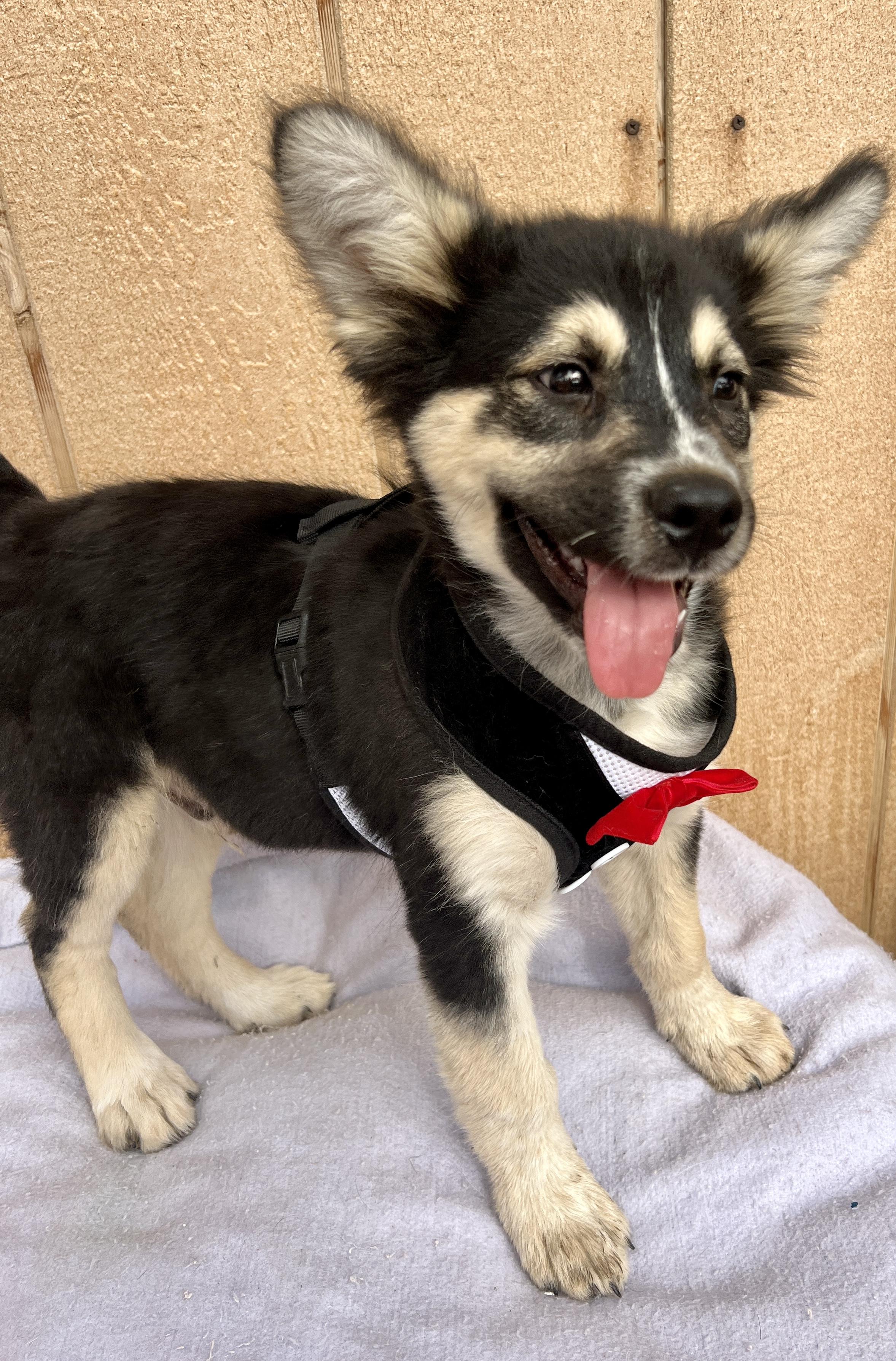 Outlaw, a Adoptable mixed breed in Carlsbad, CA image 2/5