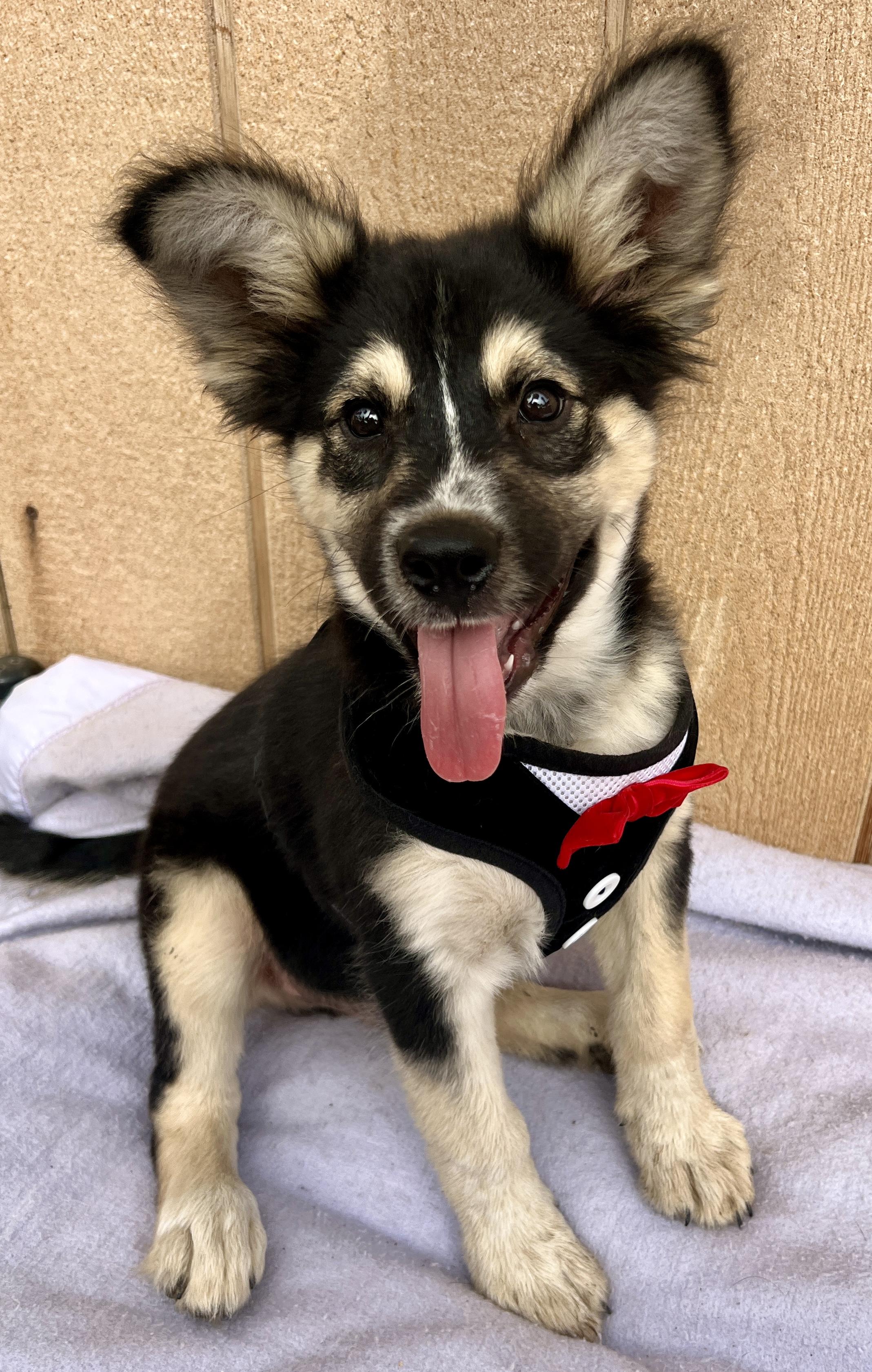 Outlaw, a Adoptable mixed breed in Carlsbad, CA image 1/5