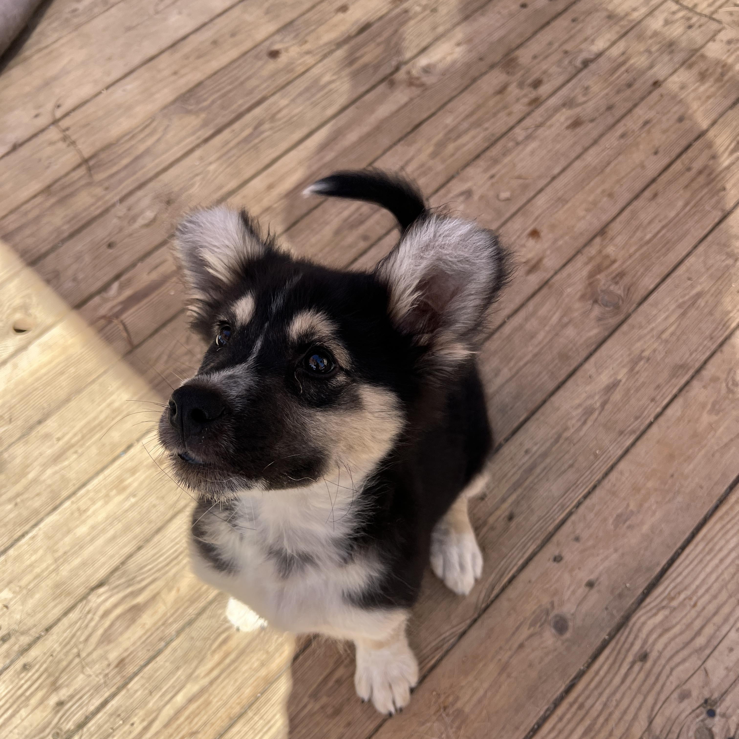 Outlaw, a Adoptable mixed breed in Carlsbad, CA image 4/5