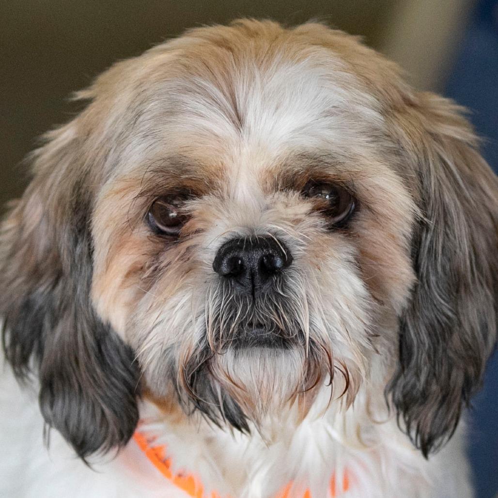 Scrappy (OT25-231), a Adoptable Shih Tzu in Peyton, CO image 1/4