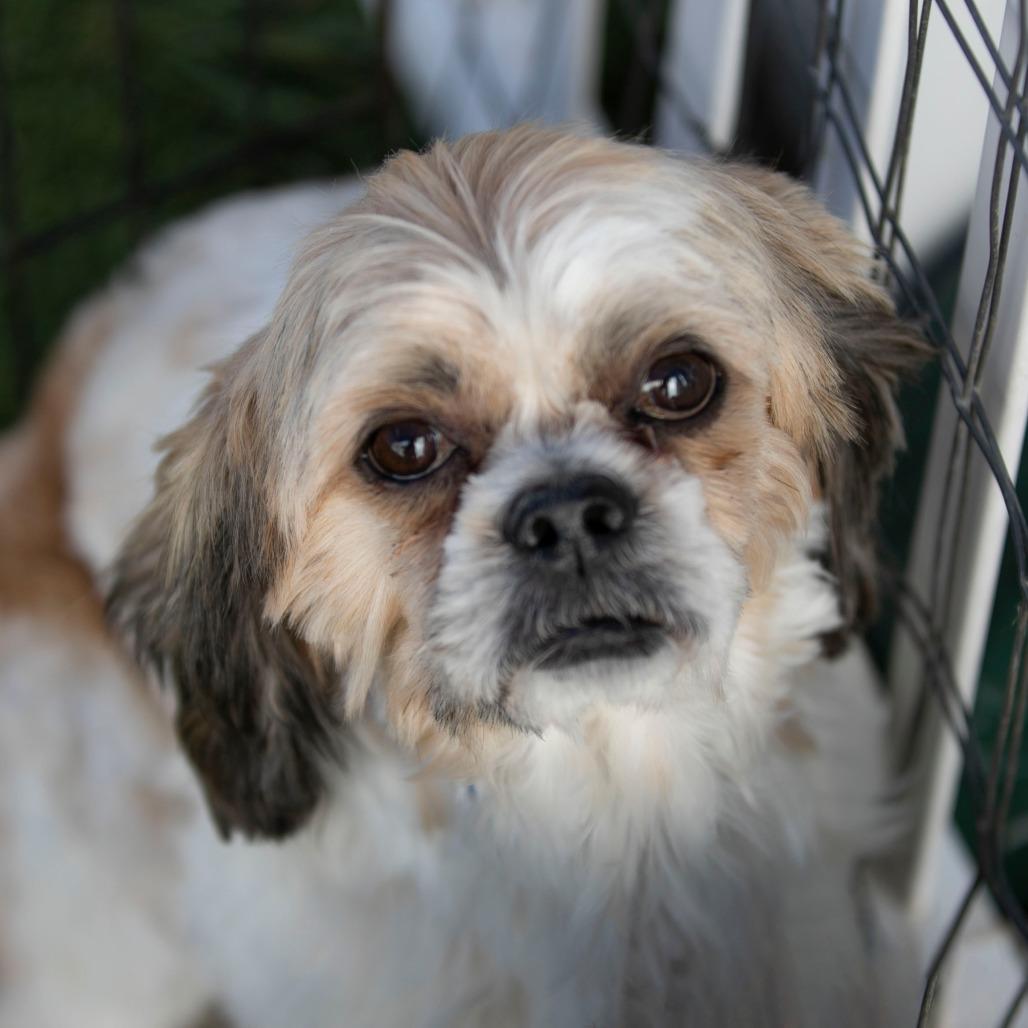 Scrappy (OT25-231), a Adoptable Shih Tzu in Peyton, CO image 2/4