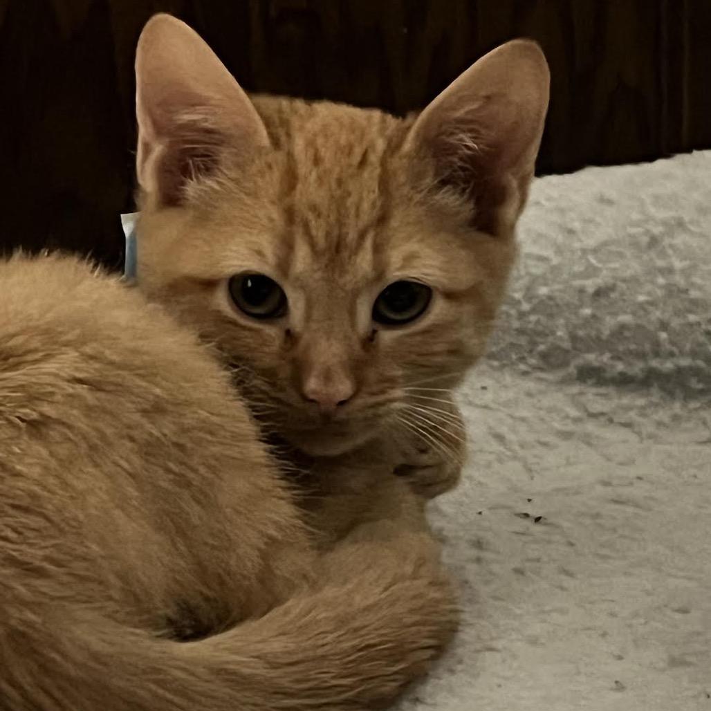 Cheddar, a Adoptable Domestic Short Hair in Madison, WI image 1/3