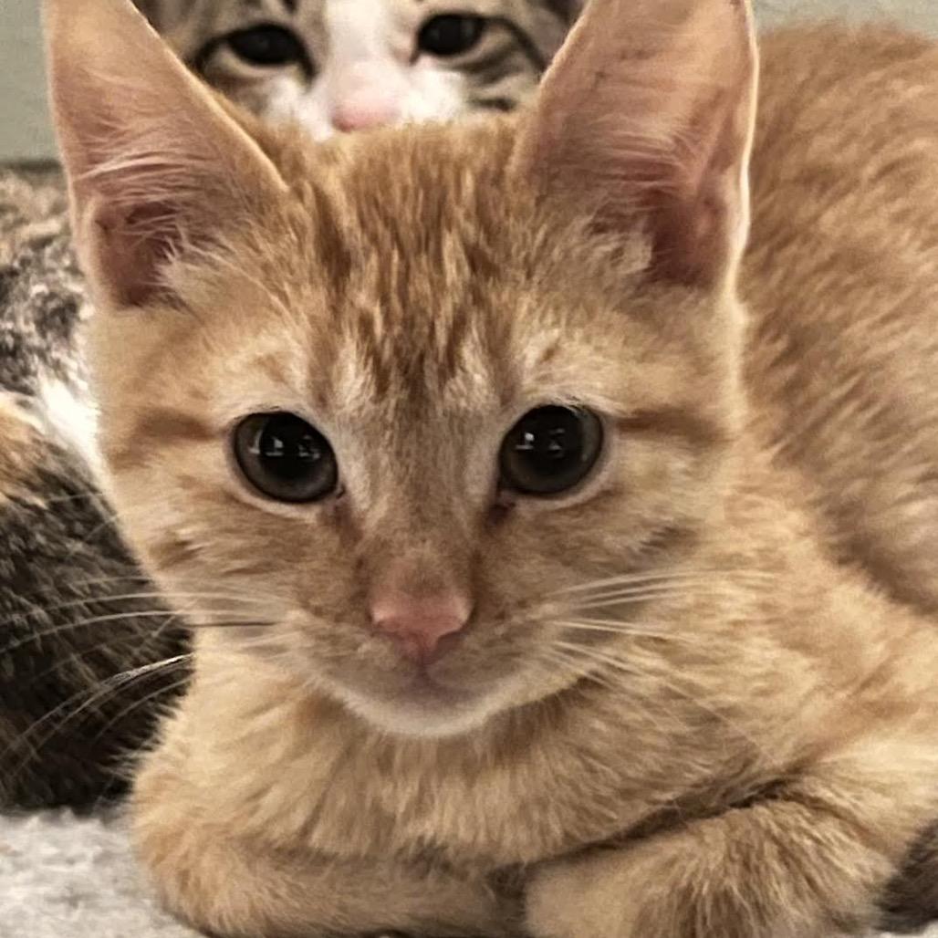 Cheddar, a Adoptable Domestic Short Hair in Madison, WI image 2/3