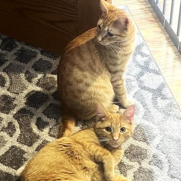 Cheddar, a Adoptable Domestic Short Hair in Madison, WI image 3/6