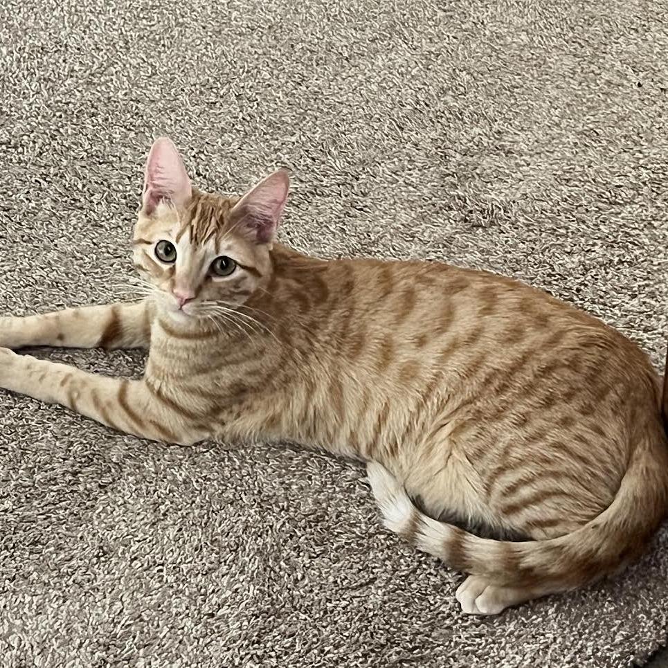 Cheddar, a Adoptable Domestic Short Hair in Madison, WI image 4/6