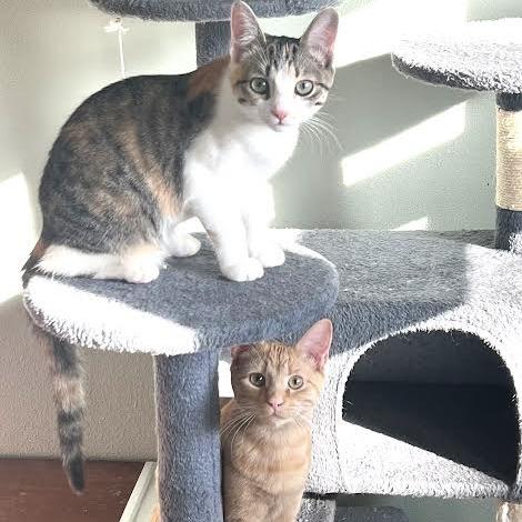 Cheddar, a Adoptable Domestic Short Hair in Madison, WI image 6/6