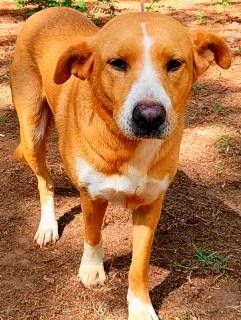 Amris, a Adoptable mixed breed in Frankston, TX image 1/6