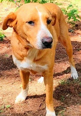 Amris, a Adoptable mixed breed in Frankston, TX image 2/6