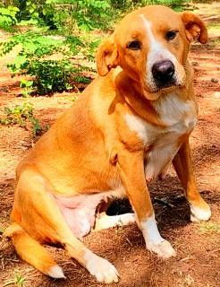 Amris, a Adoptable mixed breed in Frankston, TX image 3/6