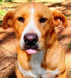 Amris, Adoptable, Adult Female Labrador Retriever.
