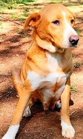 Amris, a Adoptable mixed breed in Frankston, TX image 5/6