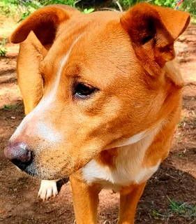 Amris, a Adoptable mixed breed in Frankston, TX image 6/6